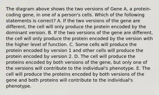 The diagram above shows the two versions of Gene A, a protein-coding gene, in one of a person's cells. Which of the following statements is correct? A. If the two versions of the gene are different, the cell will only produce the protein encoded by the dominant version. B. If the two versions of the gene are different, the cell will only produce the protein encoded by the version with the higher level of function. C. Some cells will produce the protein encoded by version 1 and other cells will produce the protein encoded by version 2. D. The cell will produce the proteins encoded by both versions of the gene, but only one of the versions will contribute to the individual's phenotype. E. The cell will produce the proteins encoded by both versions of the gene and both proteins will contribute to the individual's phenotype.