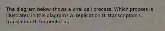 The diagram below shows a vital cell process. Which process is illustrated in this diagram? A. replication B. transcription C. translation D. fermentation