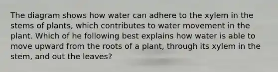 The diagram shows how water can adhere to the xylem in the stems of plants, which contributes to water movement in the plant. Which of he following best explains how water is able to move upward from the roots of a plant, through its xylem in the stem, and out the leaves?