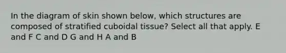 In the diagram of skin shown below, which structures are composed of stratified cuboidal tissue? Select all that apply. E and F C and D G and H A and B