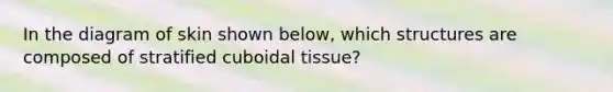 In the diagram of skin shown below, which structures are composed of stratified cuboidal tissue?