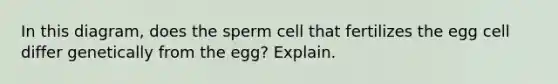 In this diagram, does the sperm cell that fertilizes the egg cell differ genetically from the egg? Explain.