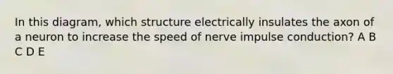 In this diagram, which structure electrically insulates the axon of a neuron to increase the speed of nerve impulse conduction? A B C D E