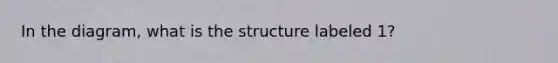 In the diagram, what is the structure labeled 1?