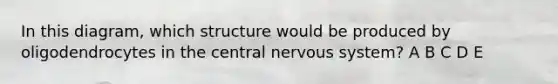 In this diagram, which structure would be produced by oligodendrocytes in the central nervous system? A B C D E