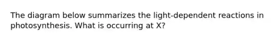 The diagram below summarizes the light-dependent reactions in photosynthesis. What is occurring at X?