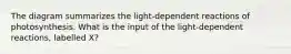 The diagram summarizes the light-dependent reactions of photosynthesis. What is the input of the light-dependent reactions, labelled X?