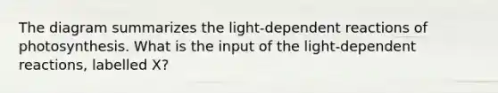 The diagram summarizes the light-dependent reactions of photosynthesis. What is the input of the light-dependent reactions, labelled X?