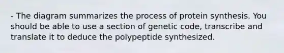 - The diagram summarizes the process of <a href='https://www.questionai.com/knowledge/kVyphSdCnD-protein-synthesis' class='anchor-knowledge'>protein synthesis</a>. You should be able to use a section of genetic code, transcribe and translate it to deduce the polypeptide synthesized.