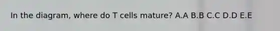 In the diagram, where do T cells mature? A.A B.B C.C D.D E.E