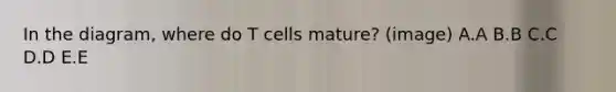 In the diagram, where do T cells mature? (image) A.A B.B C.C D.D E.E