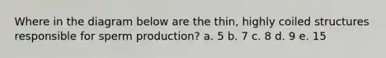 Where in the diagram below are the thin, highly coiled structures responsible for sperm production? a. 5 b. 7 c. 8 d. 9 e. 15