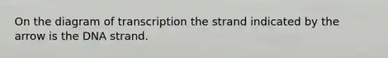 On the diagram of transcription the strand indicated by the arrow is the DNA strand.