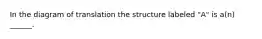 In the diagram of translation the structure labeled "A" is a(n) ______.