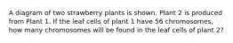 A diagram of two strawberry plants is shown. Plant 2 is produced from Plant 1. If the leaf cells of plant 1 have 56 chromosomes, how many chromosomes will be found in the leaf cells of plant 2?