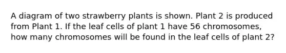 A diagram of two strawberry plants is shown. Plant 2 is produced from Plant 1. If the leaf cells of plant 1 have 56 chromosomes, how many chromosomes will be found in the leaf cells of plant 2?