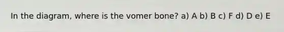 In the diagram, where is the vomer bone? a) A b) B c) F d) D e) E