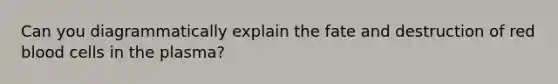 Can you diagrammatically explain the fate and destruction of red blood cells in the plasma?