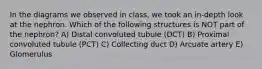 In the diagrams we observed in class, we took an in-depth look at the nephron. Which of the following structures is NOT part of the nephron? A) Distal convoluted tubule (DCT) B) Proximal convoluted tubule (PCT) C) Collecting duct D) Arcuate artery E) Glomerulus