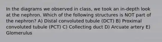 In the diagrams we observed in class, we took an in-depth look at the nephron. Which of the following structures is NOT part of the nephron? A) Distal convoluted tubule (DCT) B) Proximal convoluted tubule (PCT) C) Collecting duct D) Arcuate artery E) Glomerulus