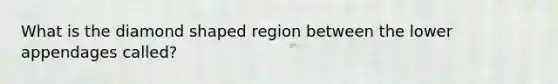 What is the diamond shaped region between the lower appendages called?