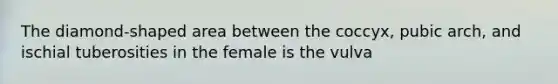 The diamond-shaped area between the coccyx, pubic arch, and ischial tuberosities in the female is the vulva