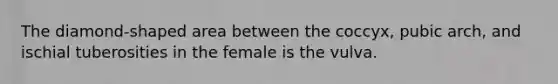 The diamond-shaped area between the coccyx, pubic arch, and ischial tuberosities in the female is the vulva.