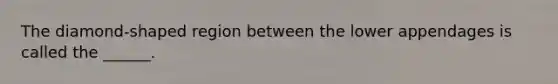 The diamond-shaped region between the lower appendages is called the ______.
