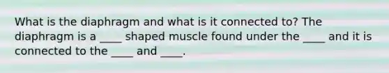 What is the diaphragm and what is it connected to? The diaphragm is a ____ shaped muscle found under the ____ and it is connected to the ____ and ____.