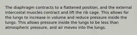 The diaphragm contracts to a flattened position, and the external intercostal muscles contract and lift the rib cage. This allows for the lungs to increase in volume and reduce pressure inside the lungs. This allows pressure inside the lungs to be less than atmospheric pressure, and air moves into the lungs.