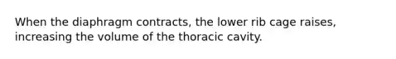 When the diaphragm contracts, the lower rib cage raises, increasing the volume of the thoracic cavity.