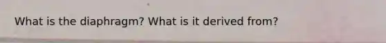 What is the diaphragm? What is it derived from?