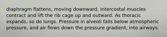 diaphragm flattens, moving downward. Intercostal muscles contract and lift the rib cage up and outward. As thoracic expands, so do lungs. Pressure in alveoli falls below atmospheric pressure, and air flows down the pressure gradient, into airways.