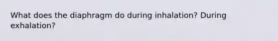 What does the diaphragm do during inhalation? During exhalation?