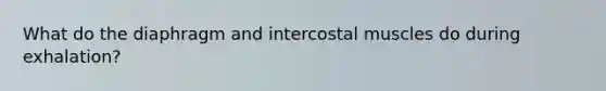 What do the diaphragm and intercostal muscles do during exhalation?