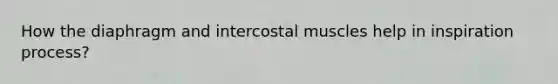 How the diaphragm and intercostal muscles help in inspiration process?