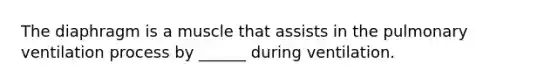 The diaphragm is a muscle that assists in the pulmonary ventilation process by ______ during ventilation.