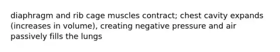 diaphragm and rib cage muscles contract; chest cavity expands (increases in volume), creating negative pressure and air passively fills the lungs