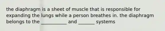 the diaphragm is a sheet of muscle that is responsible for expanding the lungs while a person breathes in. the diaphragm belongs to the ___________ and _______ systems