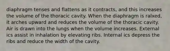 diaphragm tenses and flattens as it contracts, and this increases the volume of the thoracic cavity. When the diaphragm is ralxed, it arches upward and reduces the volume of the thoracic cavity. Air is drawn into the lungs when the volume increases. External ics assist in inhalation by elevating ribs. Internal ics depress the ribs and reduce the width of the cavity.