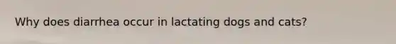Why does diarrhea occur in lactating dogs and cats?