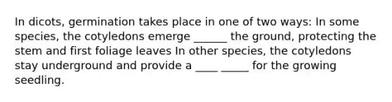 In dicots, germination takes place in one of two ways: In some species, the cotyledons emerge ______ the ground, protecting the stem and first foliage leaves In other species, the cotyledons stay underground and provide a ____ _____ for the growing seedling.