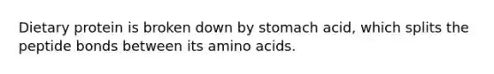 Dietary protein is broken down by stomach acid, which splits the peptide bonds between its amino acids.