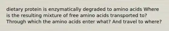 dietary protein is enzymatically degraded to amino acids Where is the resulting mixture of free amino acids transported to? Through which the amino acids enter what? And travel to where?