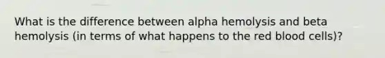 What is the difference between alpha hemolysis and beta hemolysis (in terms of what happens to the red blood cells)?