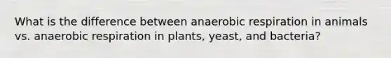 What is the difference between anaerobic respiration in animals vs. anaerobic respiration in plants, yeast, and bacteria?