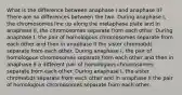 What is the difference between anaphase I and anaphase II? There are no differences between the two. During anaphase I, the chromosomes line up along the metaphase plate and in anaphase II, the chromosomes separate from each other. During anaphase I, the pair of homologous chromosomes separate from each other and then in anaphase II the sister chromatids separate from each other. During anaphase I, the pair of homologous chromosomes separate from each other and then in anaphase II a different pair of homologous chromosomes separate from each other. During anaphase I, the sister chromatids separate from each other and in anaphase II the pair of homologous chromosomes separate from each other.