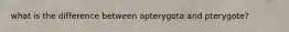what is the difference between apterygota and pterygote?