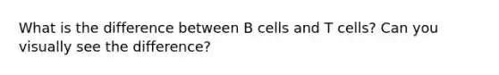 What is the difference between B cells and T cells? Can you visually see the difference?