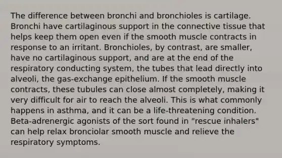 The difference between bronchi and bronchioles is cartilage. Bronchi have cartilaginous support in the connective tissue that helps keep them open even if the smooth muscle contracts in response to an irritant. Bronchioles, by contrast, are smaller, have no cartilaginous support, and are at the end of the respiratory conducting system, the tubes that lead directly into alveoli, the gas-exchange epithelium. If the smooth muscle contracts, these tubules can close almost completely, making it very difficult for air to reach the alveoli. This is what commonly happens in asthma, and it can be a life-threatening condition. Beta-adrenergic agonists of the sort found in "rescue inhalers" can help relax bronciolar smooth muscle and relieve the respiratory symptoms.